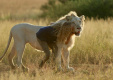 Фото Миа и белый лев
